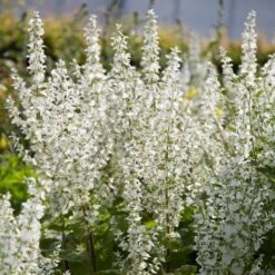 Salvia 'Lyrical White' -Roots Plants Shop PB0372 3