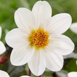 Dahlia 'Dahlegria White' -Roots Plants Shop PB0391 3