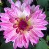 Dahlia 'Sincerity'