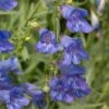 Penstemon 'Electric Blue'