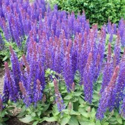 Salvia 'Blue Hill' -Roots Plants Shop PB0413 3