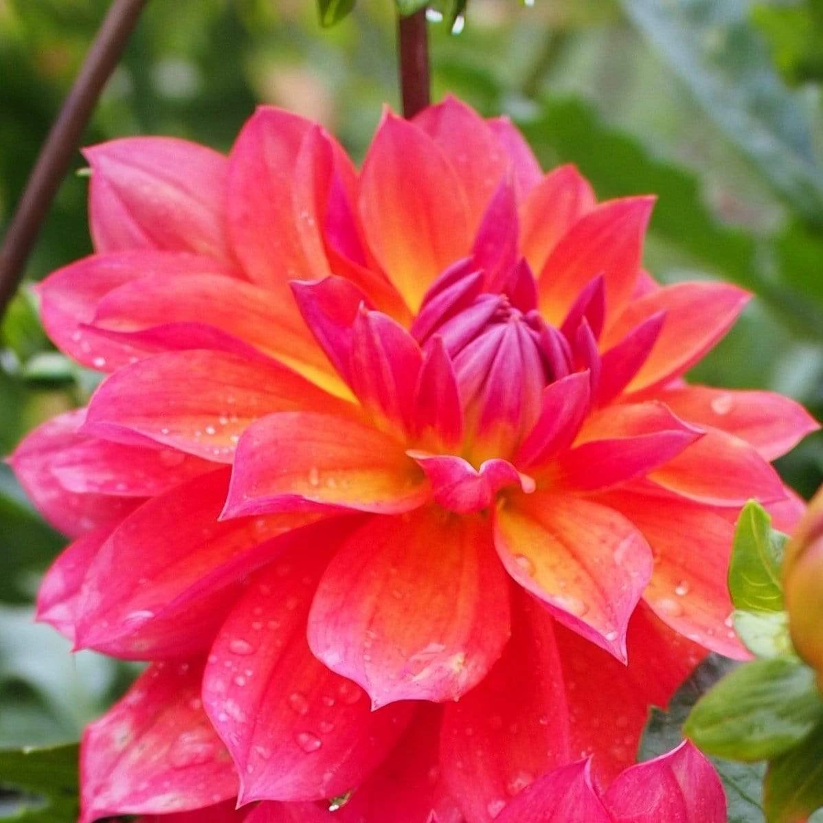 Dahlia 'Firepot' 1 Dahlia 'Firepot'