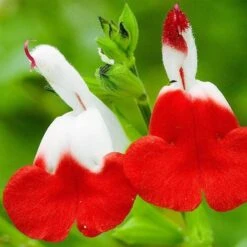 Salvia 'Hot Lips' -Roots Plants Shop PB0432 4