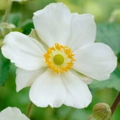 Anemone 'Elfin Swan'