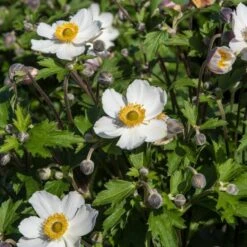 Anemone 'Elfin Swan' -Roots Plants Shop PB0449 3