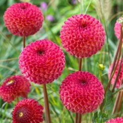 Dahlia 'Burlesca' 6 Dahlia 'Burlesca' -Roots Plants Shop PB0487 3