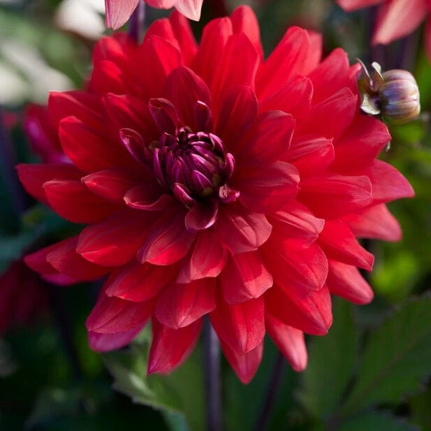 Dahlia 'Karma Amora' 1 Dahlia 'Karma Amora'