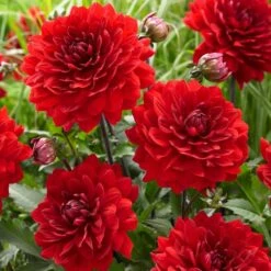 Dahlia 'Karma Amora' 5 Dahlia 'Karma Amora' -Roots Plants Shop PB0491 3