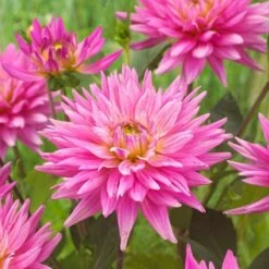 Dahlia 'Karma Pink Corona' -Roots Plants Shop PB0493 3