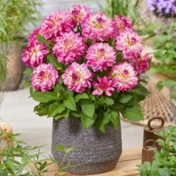 Dahlia 'Sincerity Rose Bicolour' -Roots Plants Shop PB0498 2