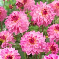 Dahlia 'Sincerity Rose Bicolour' -Roots Plants Shop PB0498 3