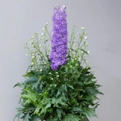 Delphinium 'Delgenius Breezin' -Roots Plants Shop PB0506 2