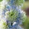 Delphinium 'Highlander Crystal Delight'