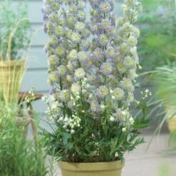 Delphinium 'Highlander Moonlight' -Roots Plants Shop PB0513 2