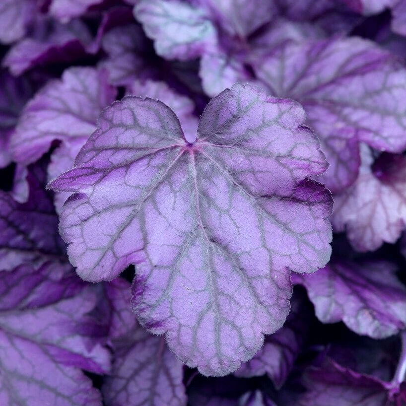 Heuchera 'Wildberry' 2 Heuchera 'Wildberry' - Image 2