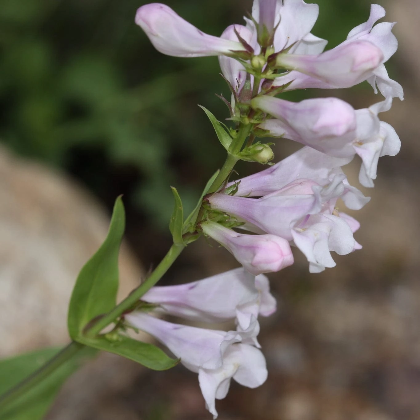 Penstemon 'Pensham Wedding Day' 3 Penstemon 'Pensham Wedding Day' - Image 3