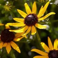 Rudbeckia 'Little Gold Star'