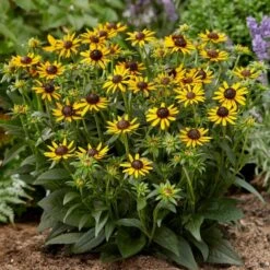 Rudbeckia 'Little Gold Star' -Roots Plants Shop PB0630 4 517c0c1d 0559 49eb b236 a6e3eddbdda5