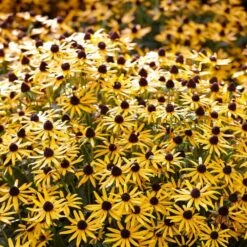 Rudbeckia 'Little Gold Star' -Roots Plants Shop PB0630 5 cce8724b 55eb 4373 976b 6c7d434870a4