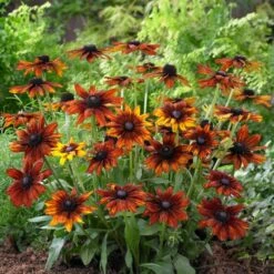 Rudbeckia 'Summerina Orange' -Roots Plants Shop PB0631 3 5aef5f50 11a7 4c80 bcd1 3c4ed029bd20