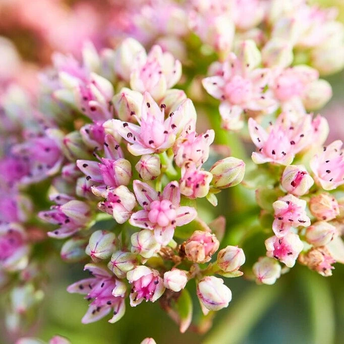 Sedum 'Sunsparkler Lime Zinger' 1 Sedum 'Sunsparkler Lime Zinger'