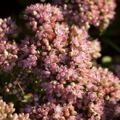 Sedum 'Sunsparkler Lime Zinger' 7 Sedum 'Sunsparkler Lime Zinger' -Roots Plants Shop PB0647 3
