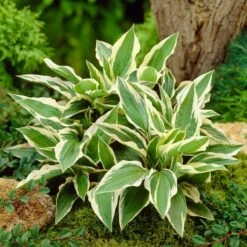 Hosta 'Patriot' -Roots Plants Shop PB0673 3
