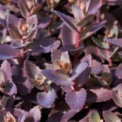 Sedum 'Chocolate Cherry' -Roots Plants Shop PB0735 1