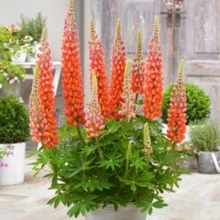 Lupin West Country Terracotta