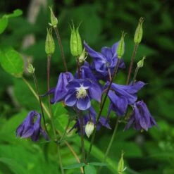 Aquilegia Barlow Blue 7 Aquilegia Barlow Blue -Roots Plants Shop PB0831 1