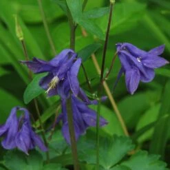 Aquilegia Barlow Blue 8 Aquilegia Barlow Blue -Roots Plants Shop PB0831 2