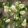 Aquilegia Barlow White