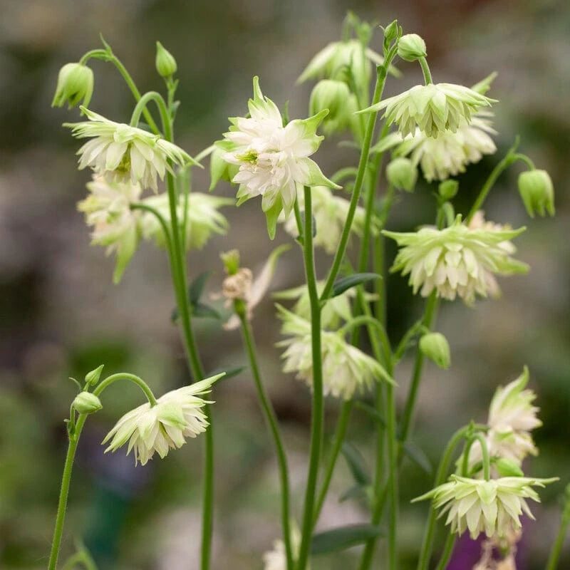 Aquilegia Barlow White 1 Aquilegia Barlow White