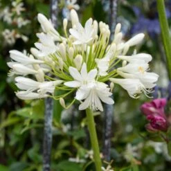 Stately Agapanthus Collection -Roots Plants Shop PB0864 1 1