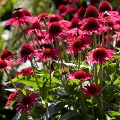 Echinacea 'Delicious Candy' -Roots Plants Shop PB1157 3 6e43414f fa26 4234 9d21 1123bb1bd685