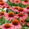 Echinacea 'Mooodz Satisfy'