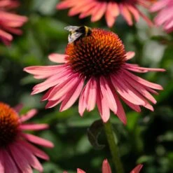 Echinacea 'Mooodz Satisfy' -Roots Plants Shop PB1160 3 0960d028 41ac 4daf 9e20 30ed2f1a791f