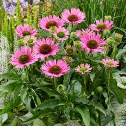 Echinacea 'SunSeekers Bubblelicious'
