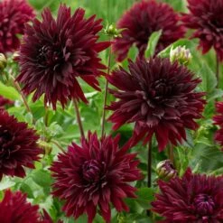 Dahlia 'Black Touch' -Roots Plants Shop PB1921 2
