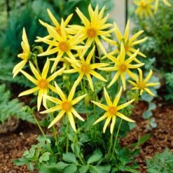 Dahlia 'Honka Yellow' -Roots Plants Shop PB1940 2