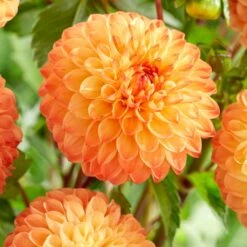 Dahlia 'Souvenir D'Ete' -Roots Plants Shop PB1972 2