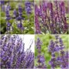 Spectacular Salvia Collection
