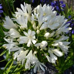 Stately Agapanthus Collection -Roots Plants Shop PBO442 1 22713639 7afc 4ce6 b147 454abe74de37