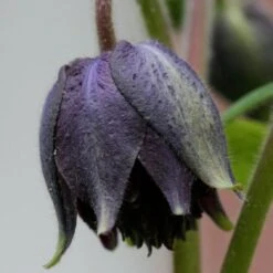 Aquilegia 'Black Barlow' -Roots Plants Shop PBO455 4