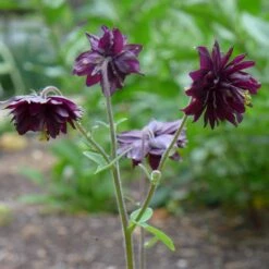 Aquilegia 'Black Barlow' -Roots Plants Shop PBO455 5