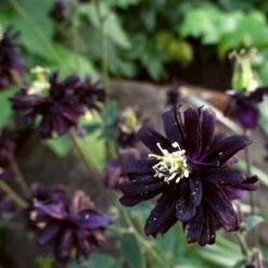 Aquilegia 'Black Barlow' -Roots Plants Shop PBO455 6