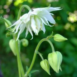 Aquilegia 'Green Apples' -Roots Plants Shop PBO457 4