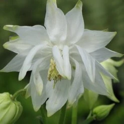 Aquilegia 'Green Apples' -Roots Plants Shop PBO457 6