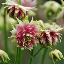 Aquilegia 'Nora Barlow' -Roots Plants Shop PBO459 3