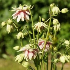 Aquilegia 'Nora Barlow' -Roots Plants Shop PBO459 4